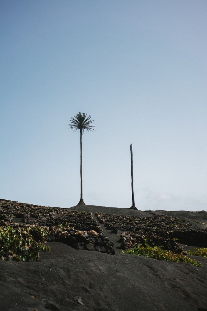 Single palm tree on road in Lazarote