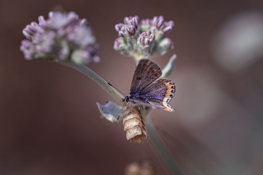 Butterfly on green and pink plant