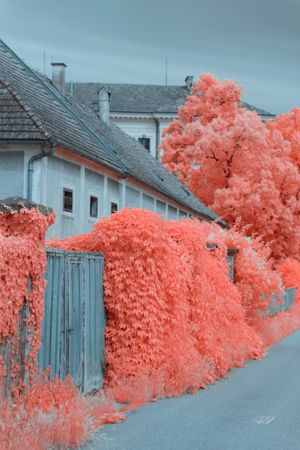 Infrared trees near suburban houses