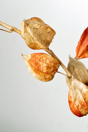 Dried leaves, educational still life for drawing