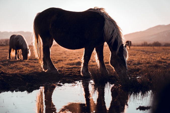Wild horses pasturing on field near water