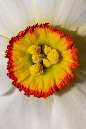 Close-up Macro Yellow Flower with Orange Edge