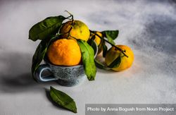 Organic tangerines in cup 42Dje0