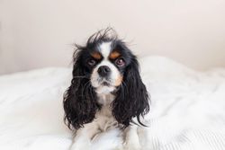 Cavalier Spaniel in bright bed