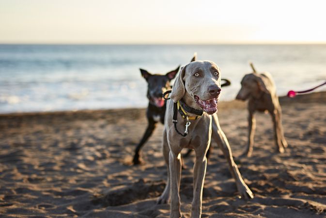 Dogs running near waving sea