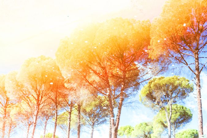 Art effect of golden trees under colorful sky