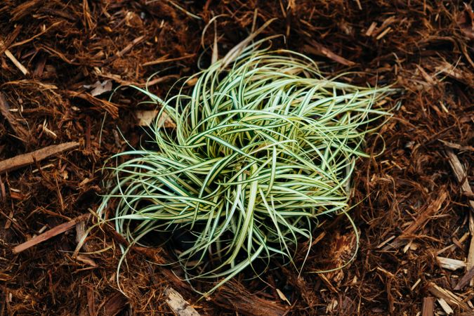 Small variegated green grass plant