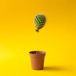 Cactus balloon in a plant pot
