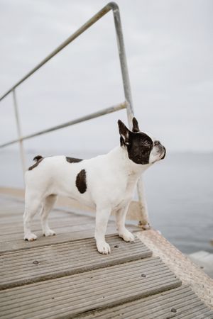 Cute dog on pier near sea