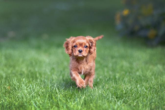 Cavalier spaniel running on the grass