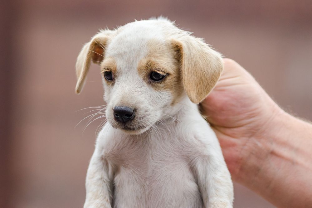Hand holding a puppy from the neck