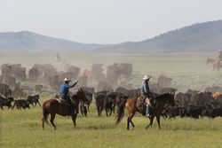 Ranchers round up calfs for branding at  Big Creek cattle ranch near Riverside, Wyoming 4OdE7b