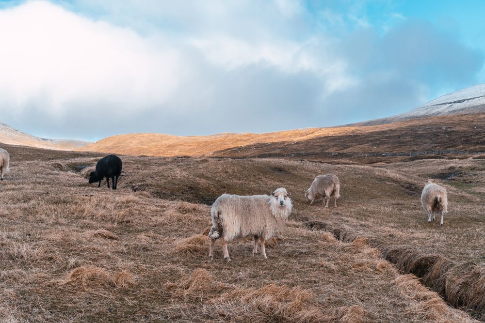 Faroe sheep on pasture