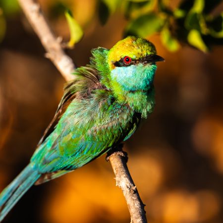 Red eyed bird