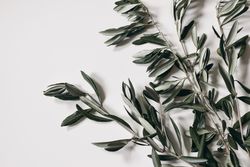 Green olive tree leaves, branches isolated on plain background