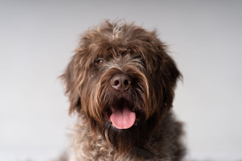 Cute purebreed griffon with tongue out looking at camera