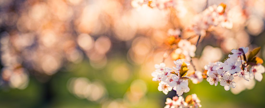 Wide shot of beautiful cherry blossoms in the spring with sun behind