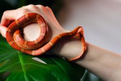 Corn snake wrapped around woman hand on monstera background