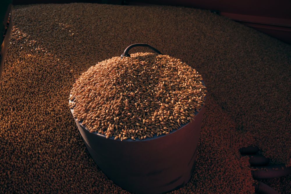 Bucket of rye seeds in barn