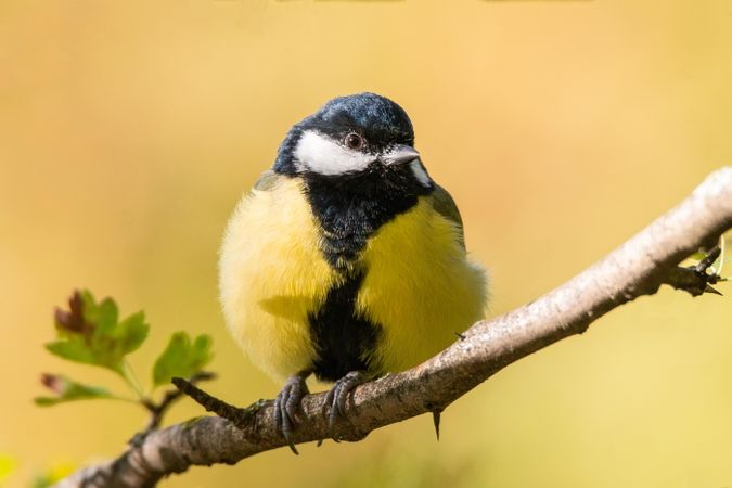 Yellow great tit on brown tree branch