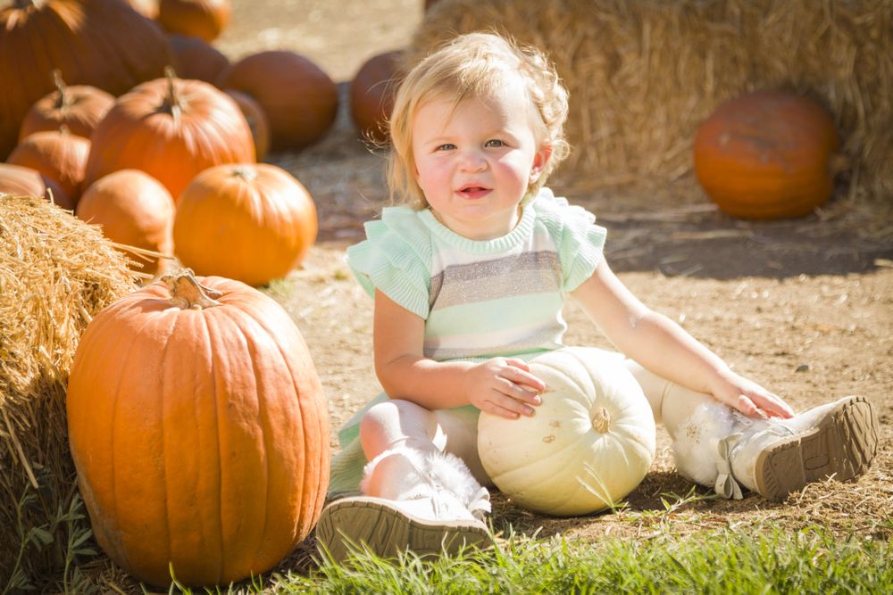 Adorable Baby Girl Holding a Pumpkin at the Pumpkin Patch.