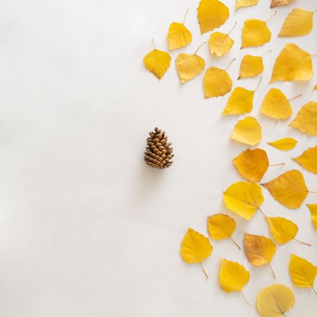 Seasonal flat lay of yellow leaves with pinecone in a semi-circle on plain background