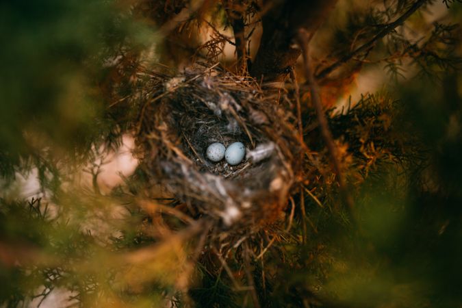 Bird nest on conifer tree