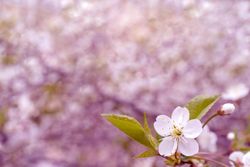 Light flower with green leaves