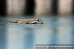 Close up of gecko crawling on blue table 5rwRZ4