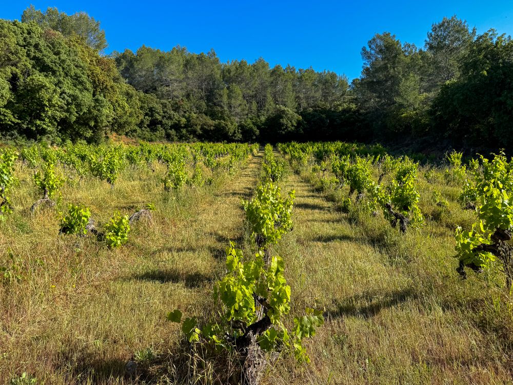 Backwoods vineyard in Côtes De Provence, France