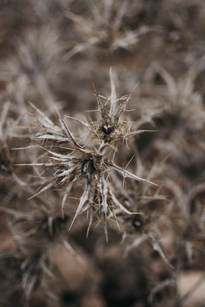 Dry plant in field