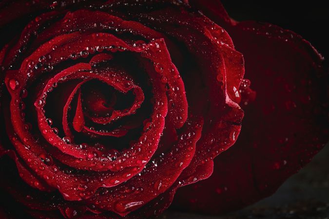 Red roses with dark background