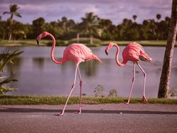 Pink flamingos strolling near pond in park