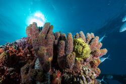 Soft corals and fish on reef