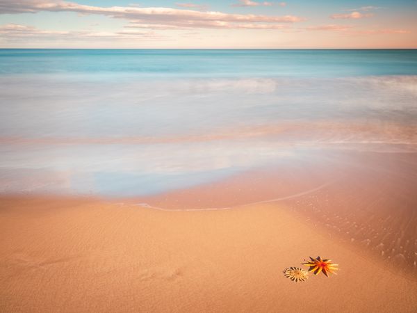 Starfish on sandy coast near sea