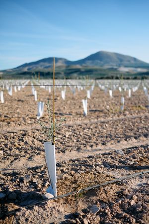 Close-up of newly planted olive trees in a field. The olive trees have stakes