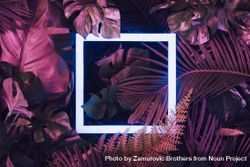 Creative fluorescent color layout made of tropical leaves with neon light square 4dqYlb