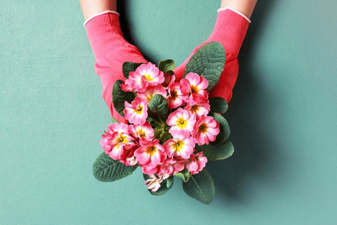 Woman holding bouquet of pink flowers