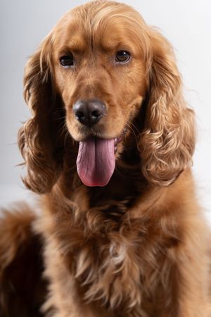 Portrait of brown cocker spaniel with tongue out
