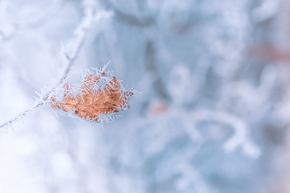 Close up of autumn leaf with ice