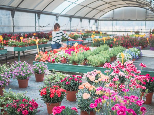 Female customer choosing flowers in greenhouse