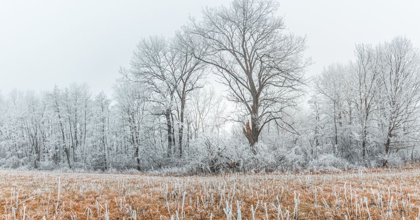 Frosty forest on an overcast day, wide