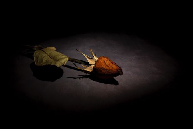 Dry red rose with dark background