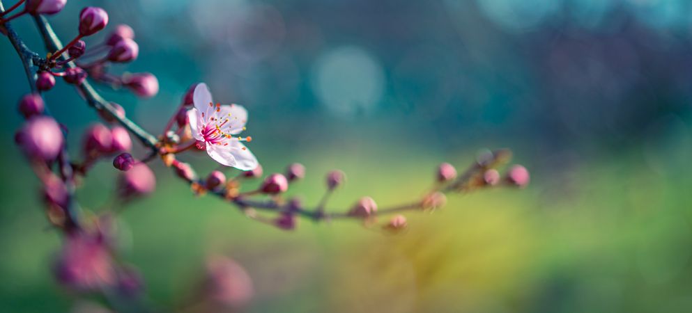 Wide shot of a pink cherry blossom branch