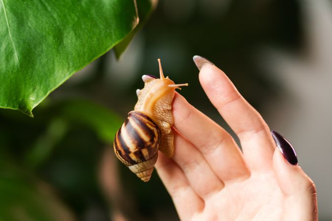 Snail Achatina on woman hand on leafy background