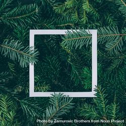 Christmas pine tree branches with paper outline 0PgLeb