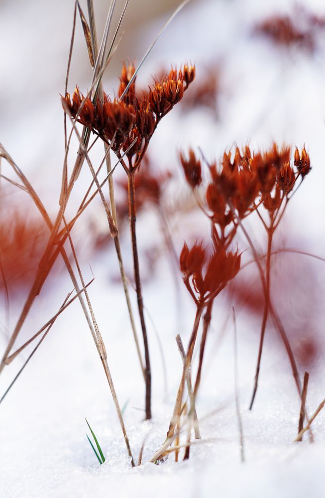 Orange flowers on meadow in winter
