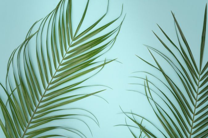 Tropical green leaves on baby blue background