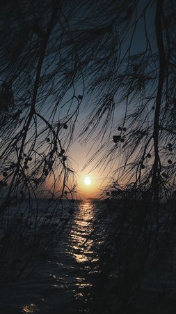 Sunset Serenity: Golden Hour Reflection on Tranquil Waters Framed by Silhouetted Branches