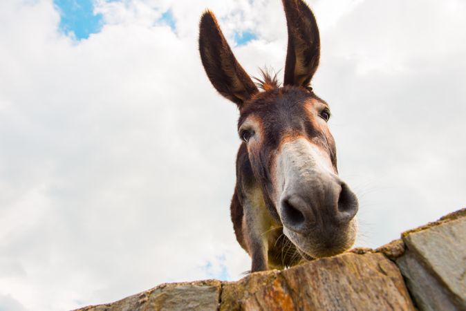 View to donkey standing at cloudy background